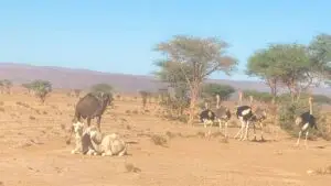 Desert reserve of mhamid al ghizlane